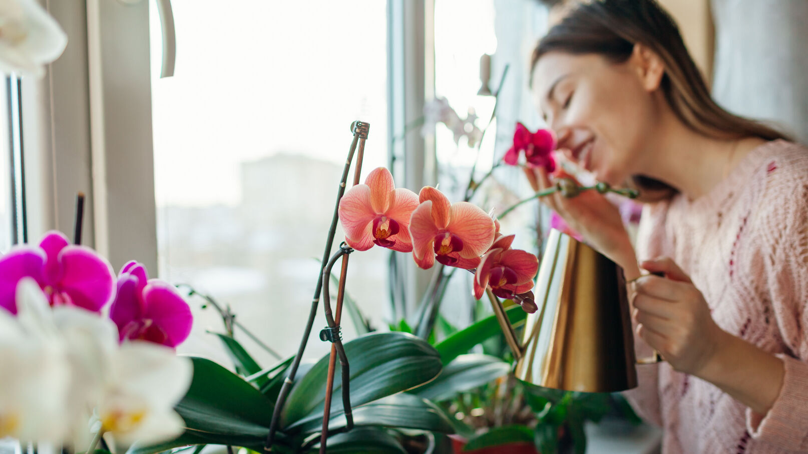 Tout savoir sur les fleurs avec aux pays des fleurs